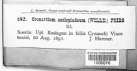 Cronartium flaccidum image